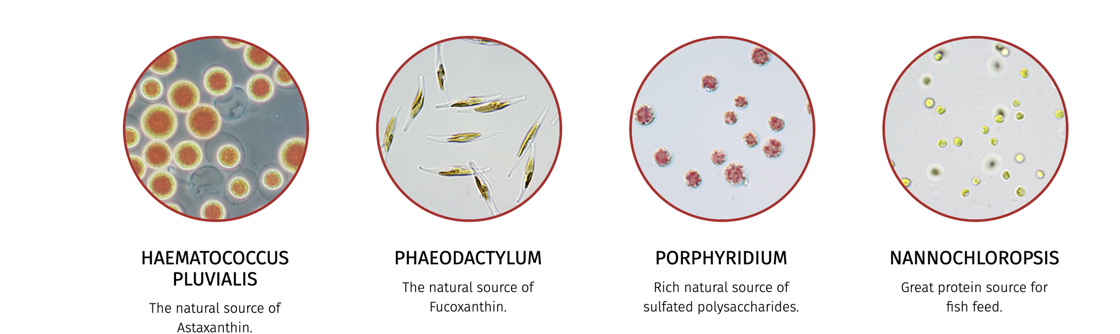 Altagtech uses microscopic algae to obtain unique compounds which can help manage metabolism and support liver health, a